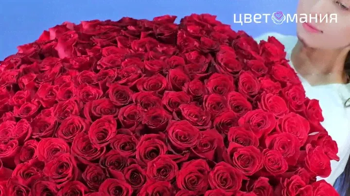 Букет из 300 красных роз 70 см (Эквадор)