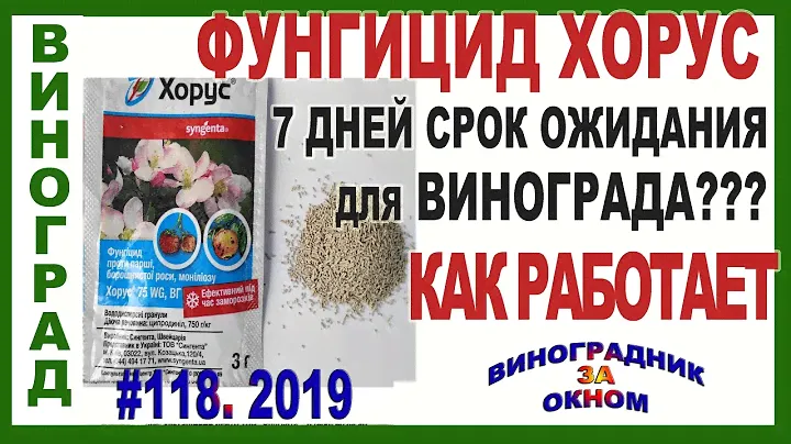 🍇 Неужели ПРАВДА? ХОРУС на винограде. 7 дней срок ожидания. Фунгицид по милдью, оидиуму и гнилям.